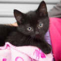 Photo of Tazzie