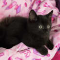 Photo of Banjo