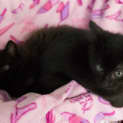 Photo of Banjo