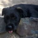 Photo of Ace