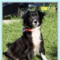 Photo of Hazel (On Trial 22/10/14)