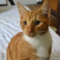 Photo of Noel Reduced Adoption Fee $80