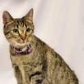 Photo of Nylah~Sweet & Affectionate