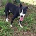 Photo of Toohey (Adoption Pending)