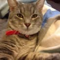 Photo of Scout   Perfect For The Elderly 