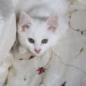 Photo of Betsy