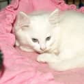 Photo of Betsy
