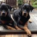 Photo of Juno & Zenuk