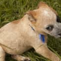 Photo of Puppy Chandler (On Trial 3/10/14)
