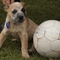Photo of Puppy Chandler (On Trial 3/10/14)