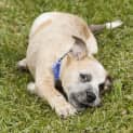 Photo of Puppy Chandler (On Trial 3/10/14)