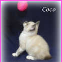 Photo of Coco
