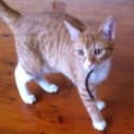 Photo of Ginger Ninja
