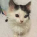 Photo of Kinky(nc290)