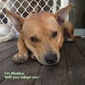 Photo of Mishka (On Hold Pending Adoption 17/8/14)