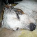 Photo of Charlie