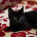 Photo of Licorice