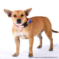 Photo of Mishka (On Hold Pending Adoption 17/8/14)