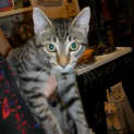 Photo of Bentley