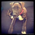 Photo of Zeus (On Trial 7/6/14)