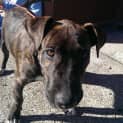 Photo of Zeus (On Trial 7/6/14)