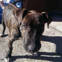 Photo of Zeus (On Trial 7/6/14)