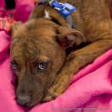 Photo of Rusty (Adopted May 2014) ~ Puppy
