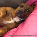 Photo of Rusty (Adopted May 2014) ~ Puppy