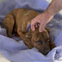 Photo of Rusty (Adopted May 2014) ~ Puppy