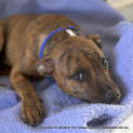 Photo of Rusty (Adopted May 2014) ~ Puppy