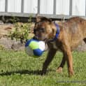 Photo of Rusty (Adopted May 2014) ~ Puppy