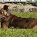 Photo of Rusty (Adopted May 2014) ~ Puppy