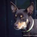 Photo of Maggie The Kelpie (On Trial 4/7/14)