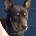 Photo of Maggie The Kelpie (On Trial 4/7/14)
