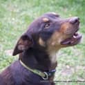 Photo of Maggie The Kelpie (On Trial 4/7/14)