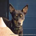 Photo of Maggie The Kelpie (On Trial 4/7/14)