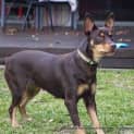 Photo of Maggie The Kelpie (On Trial 4/7/14)
