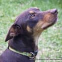 Photo of Maggie The Kelpie (On Trial 4/7/14)