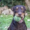 Photo of Maggie The Kelpie (On Trial 4/7/14)