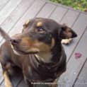 Photo of Maggie The Kelpie (On Trial 4/7/14)