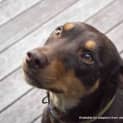Photo of Maggie The Kelpie (On Trial 4/7/14)