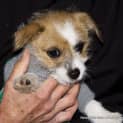 Photo of Evie ~ Maltese X Mini Foxy Puppy  (Trial 18/7/16)
