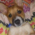 Photo of Puppy Tamsin (On Trial 27/5/14)