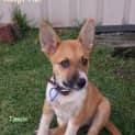 Photo of Puppy Tamsin (On Trial 27/5/14)