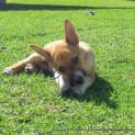 Photo of Puppy Tamsin (On Trial 27/5/14)