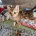 Photo of Charm