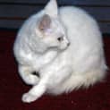 Photo of Betsy