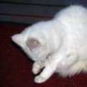Photo of Betsy