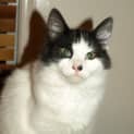 Photo of Cutie Adoption Fee $65