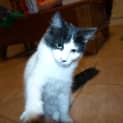 Photo of Cutie Adoption Fee $65